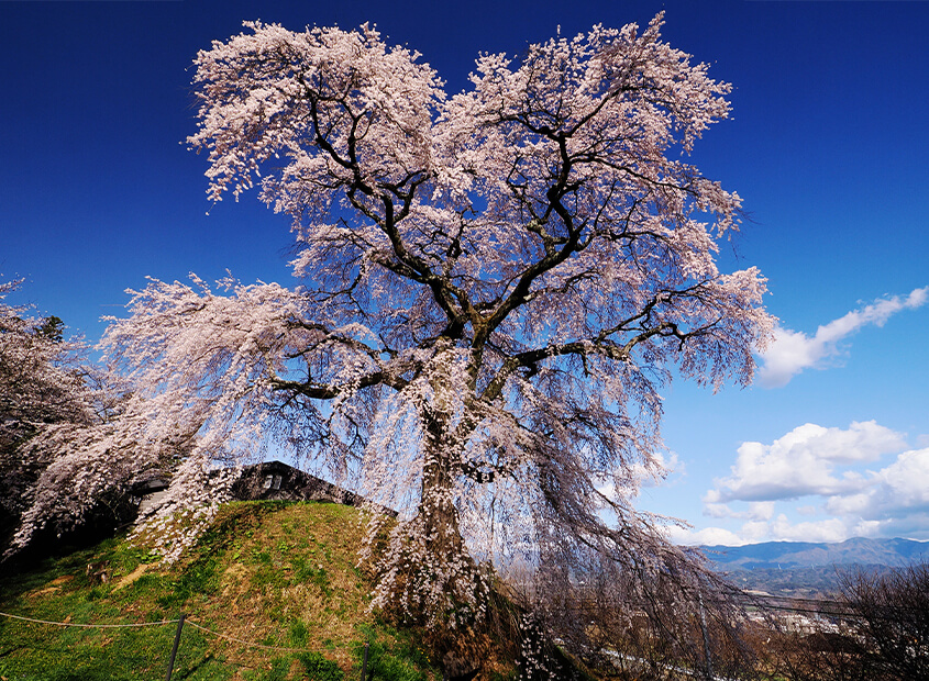 一本桜
